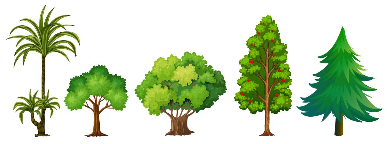 Conjunto de diferentes arboles vector