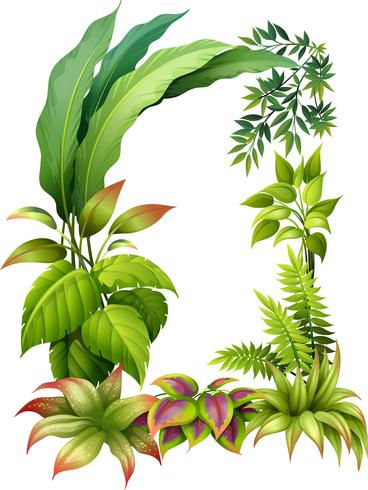 Plantas de hoja vector