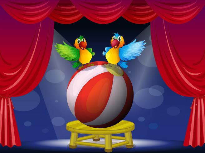 Two colorful parrots at the stage vector