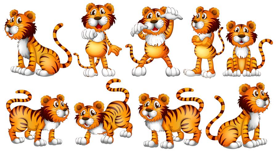Tigres En Diferentes Acciones Sobre Fondo Blanco 418791 Vector En Vecteezy