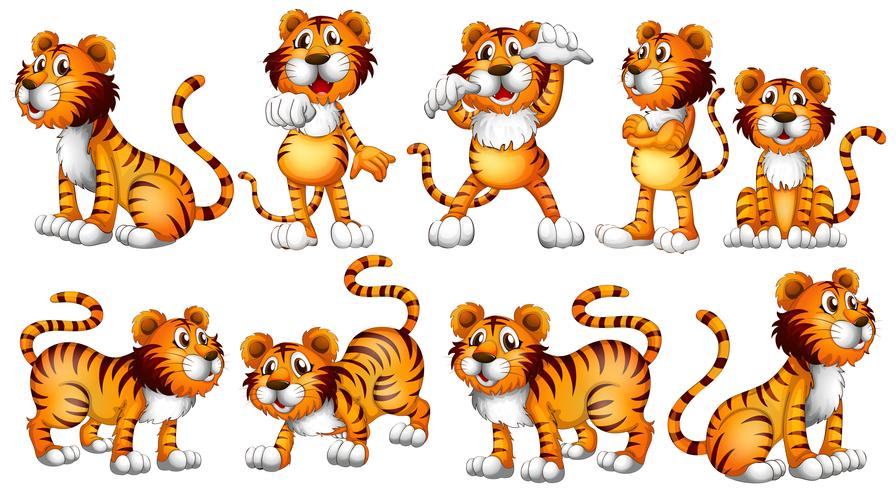 Tigers in different actions on white background vector