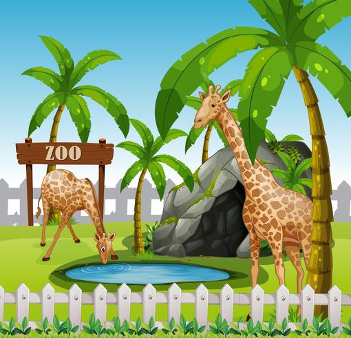 Giraffes in azoo enclosure vector