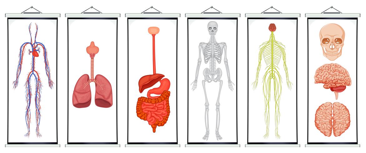 Diagrams of human systems vector