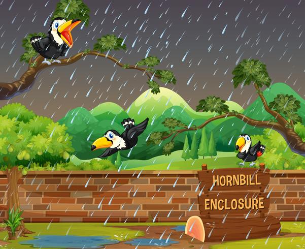 Three hornbill birds in the rain vector