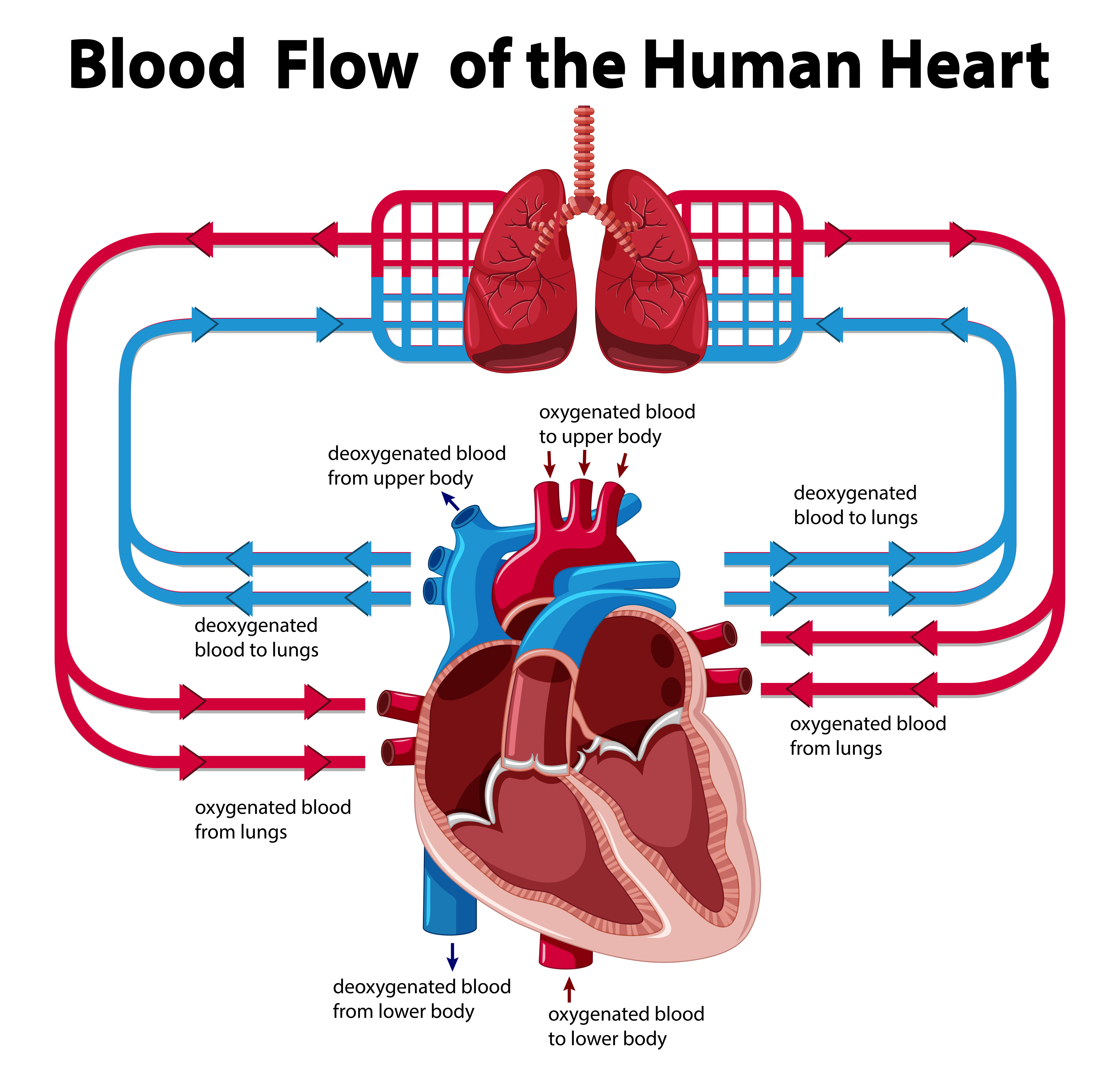 flow of blood through the heart