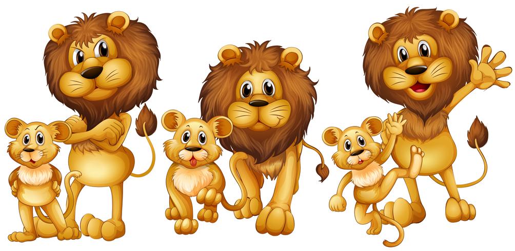 Lion and cub in three actions vector