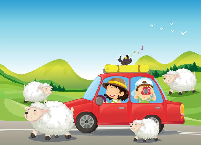 The red car and the sheeps at the road vector