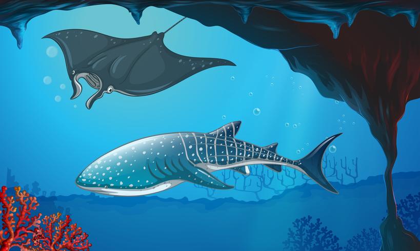 Shark and stingray swimming underwater vector