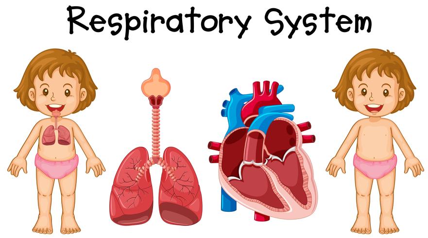 Respiratory system in little girl vector