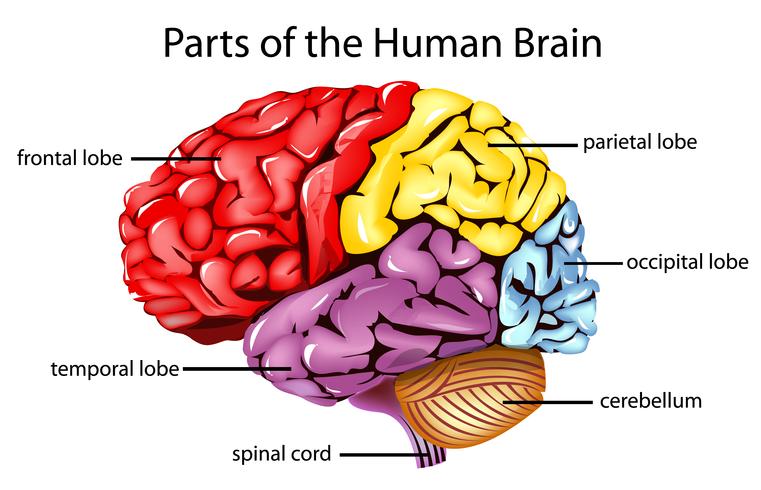 Cerebro humano vector