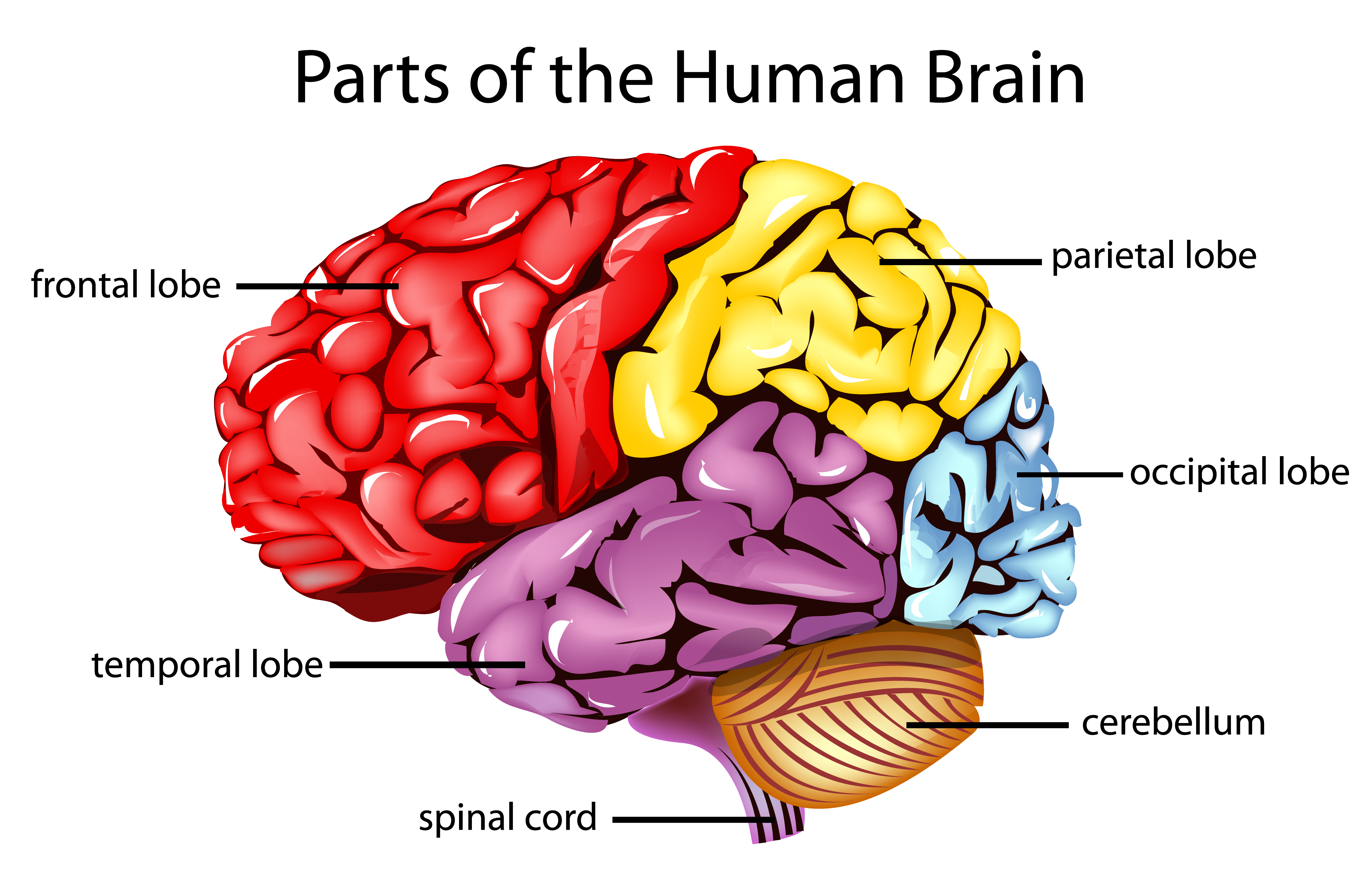 Brain and some. Головной мозг. Мозг анатомия. Строение мозга на английском. Parts of the Brain.