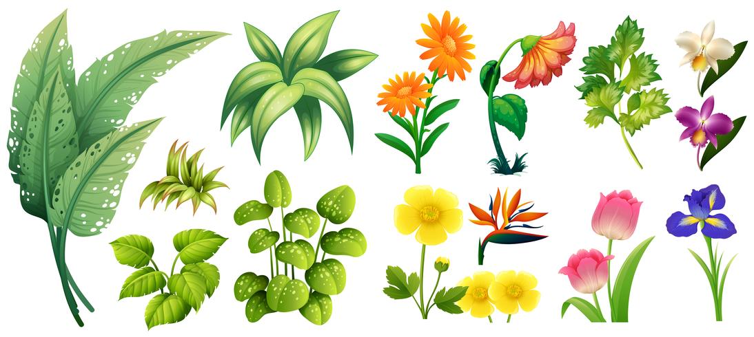 Diferentes tipos de flores y hojas. vector