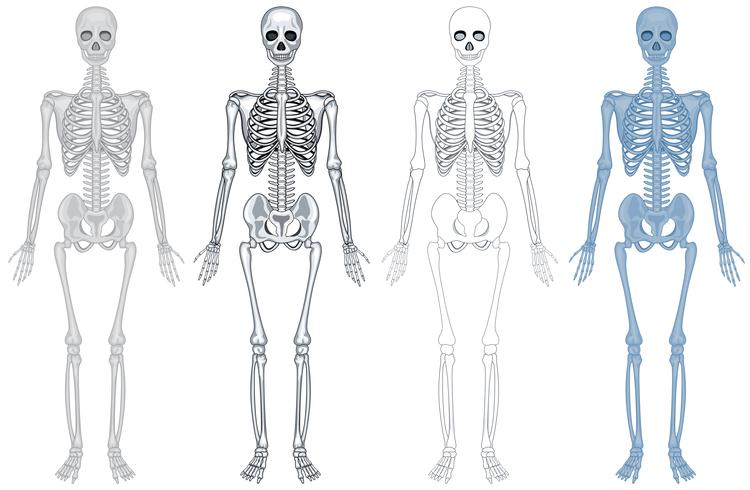 Different diagram of human skeleton vector