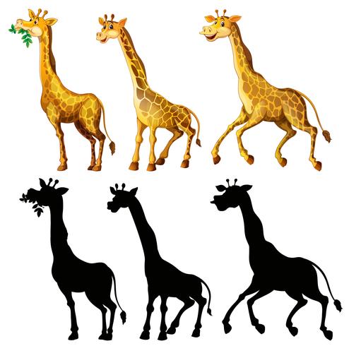 Giraffe and its silhouette in three actions vector