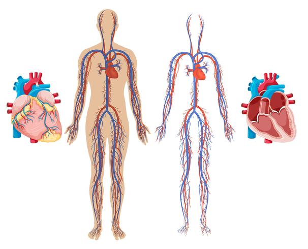 Corazón humano y sistema cardiovascular vector