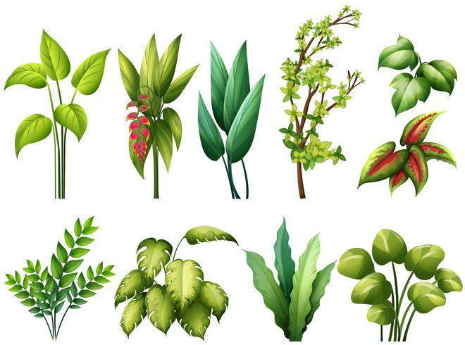 Plants vector