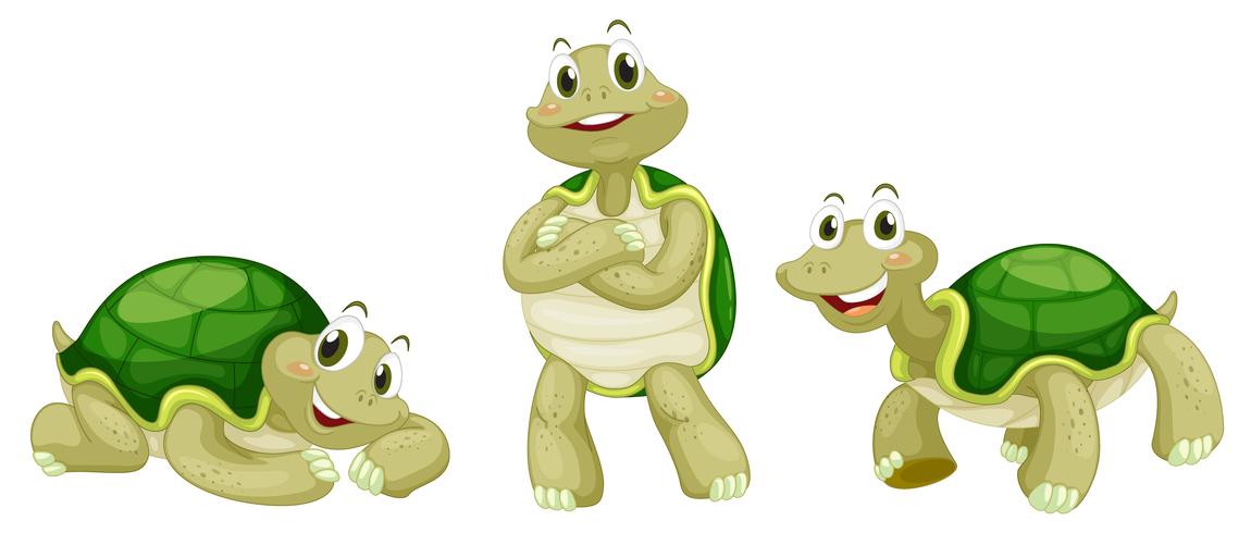 Turtles vector