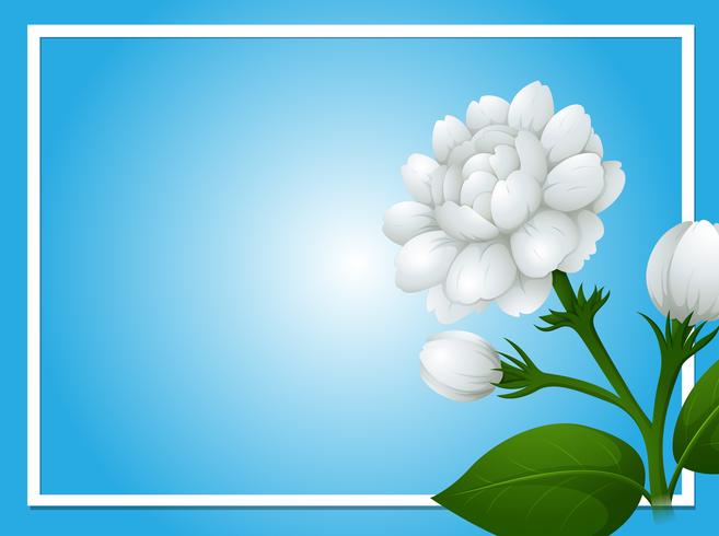 Border template with white jasmine flowers vector
