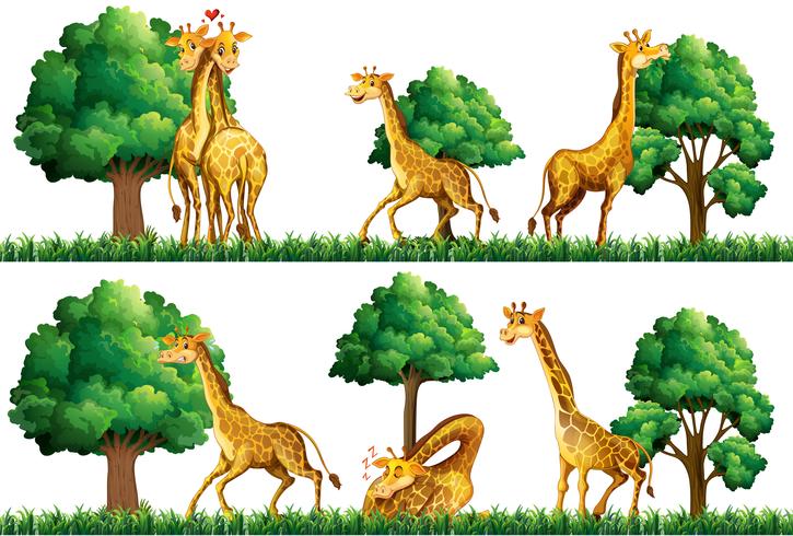 Giraffes resting in the field vector