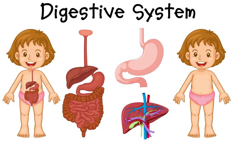 Diagrama de niña y sistema digestivo vector