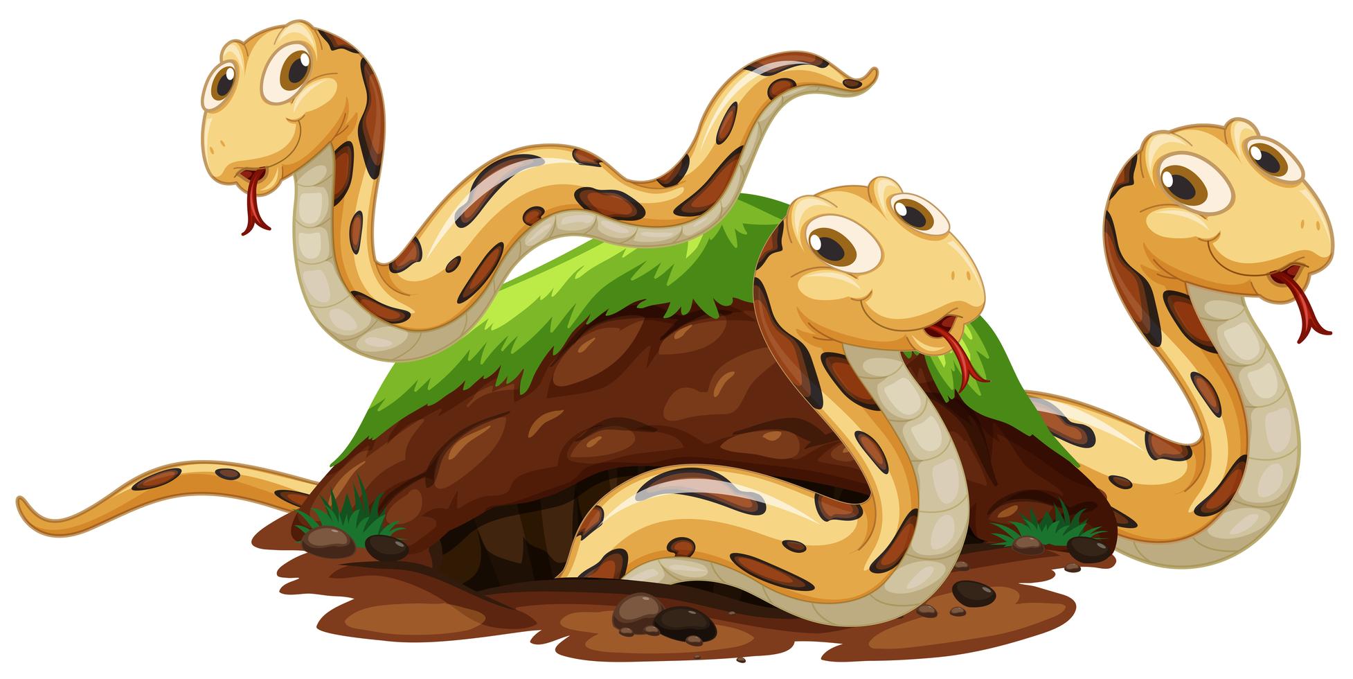 The Youngest Daughter Of The Snake Family Snake Family Living Underground Hole 419419 Vector Art at Vecteezy