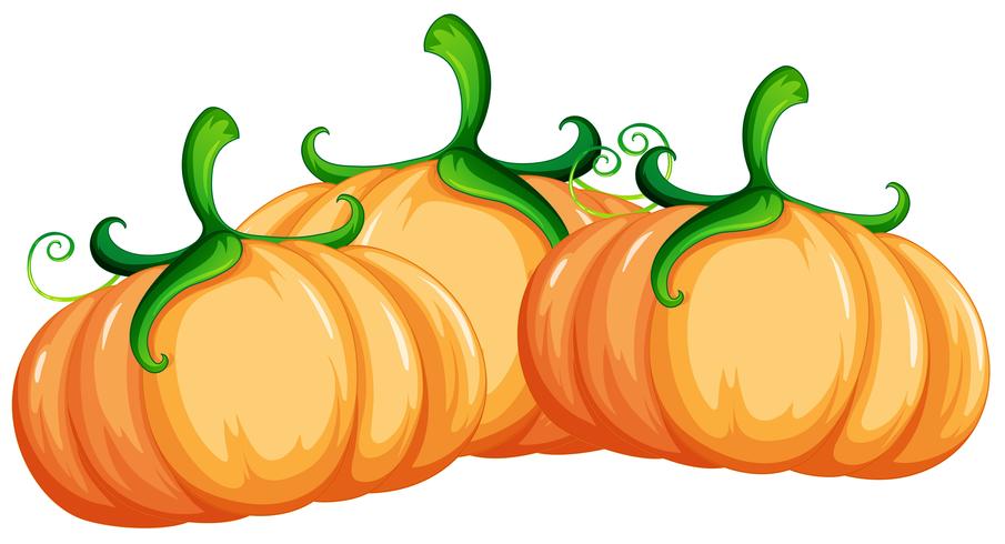 Pumpkin on white background vector