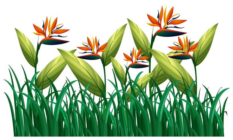 Many bird of paradise flowers in the bush vector