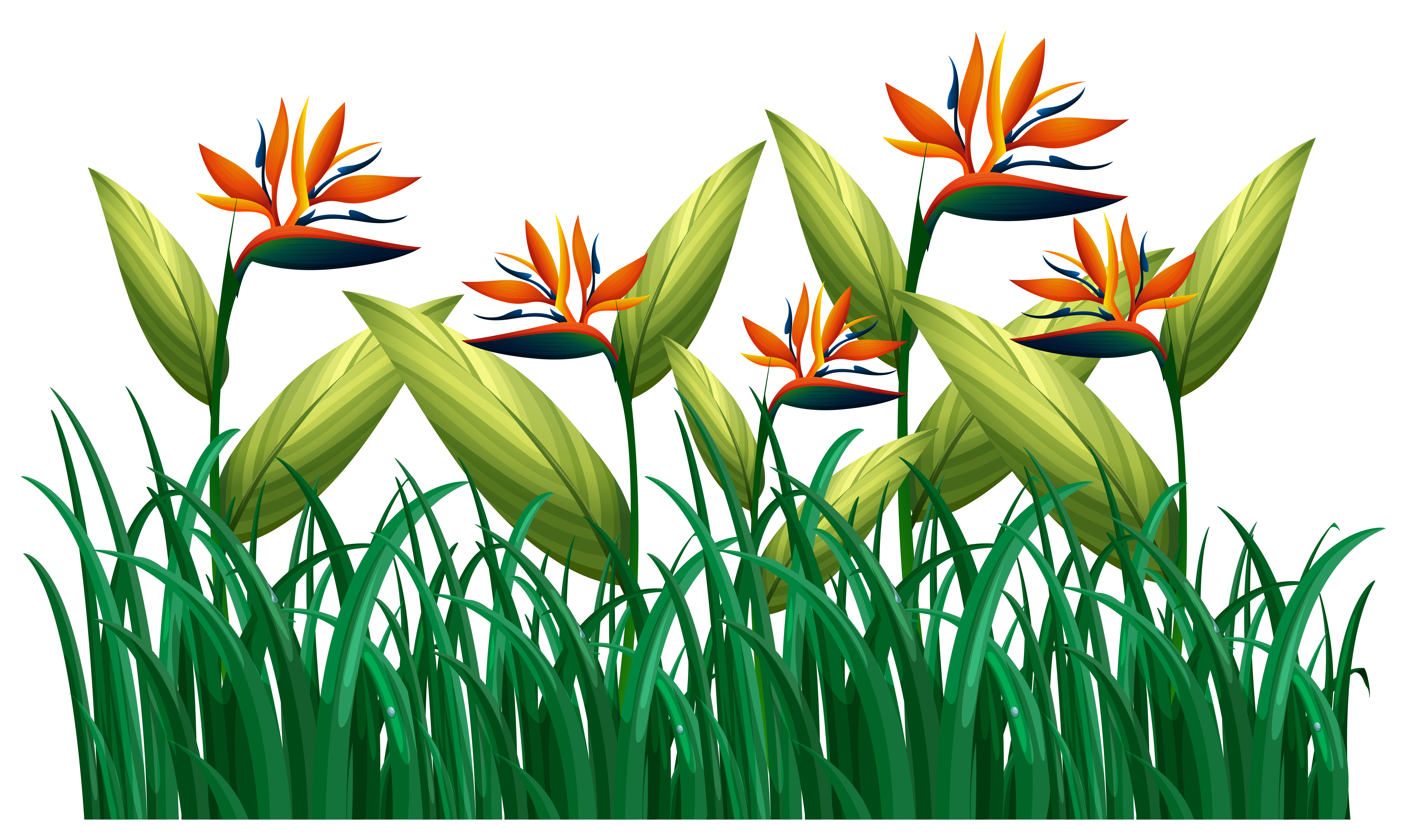 Download Many bird of paradise flowers in the bush - Download Free ...