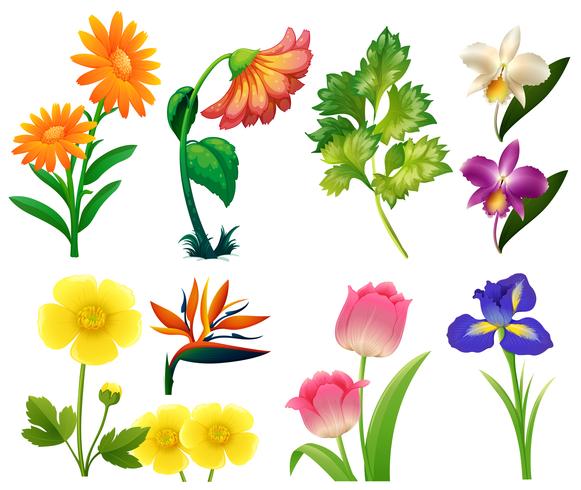 Different types of wild flowers vector