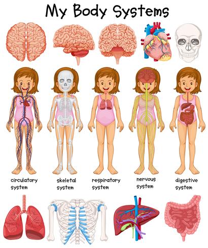 Human body systems diagram vector