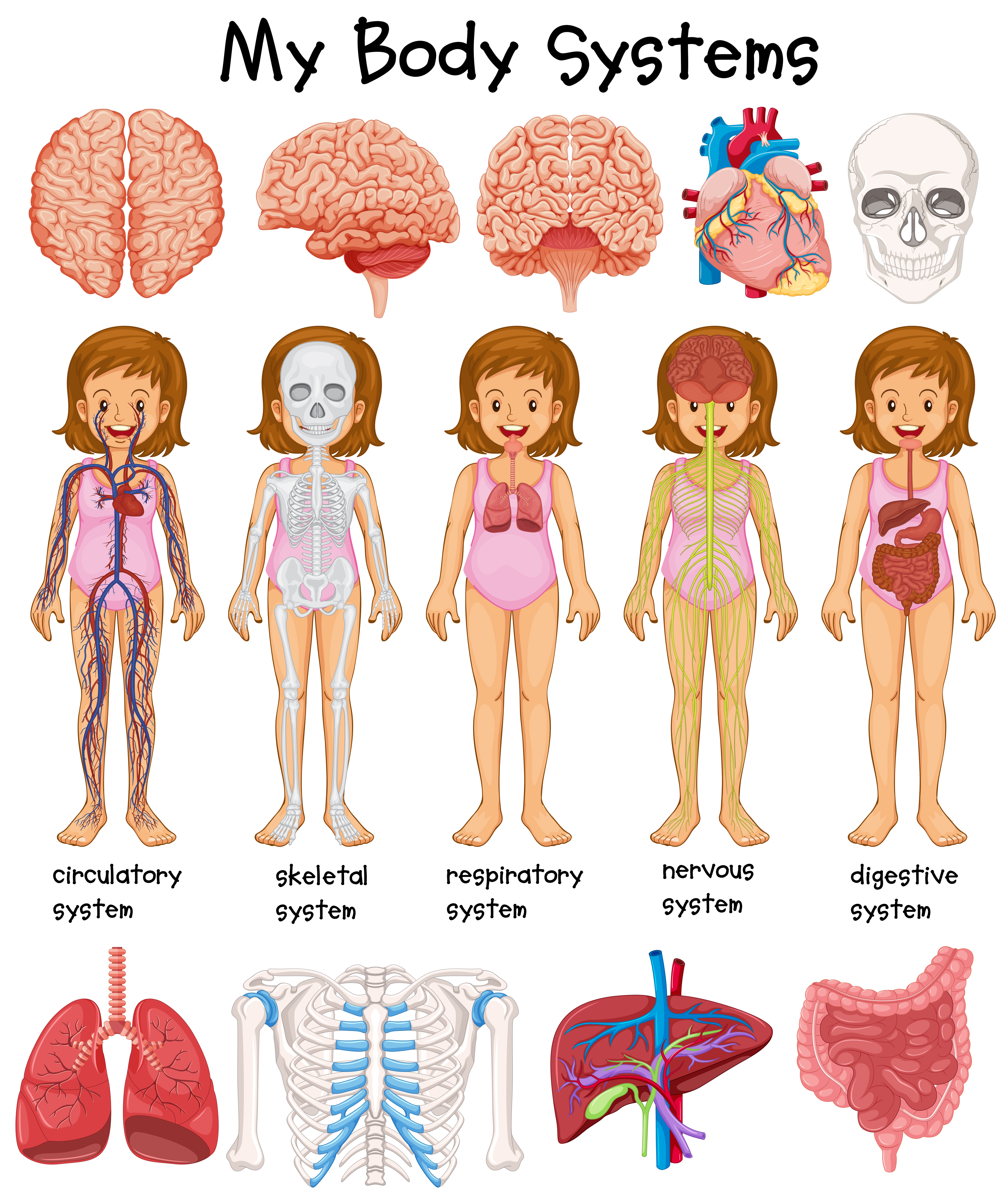 Human body systems diagram 419544 Vector Art at Vecteezy
