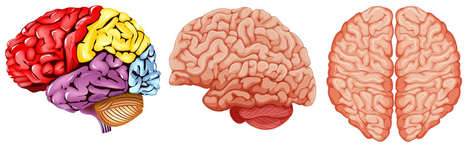 Diagrama diferente del cerebro humano. vector