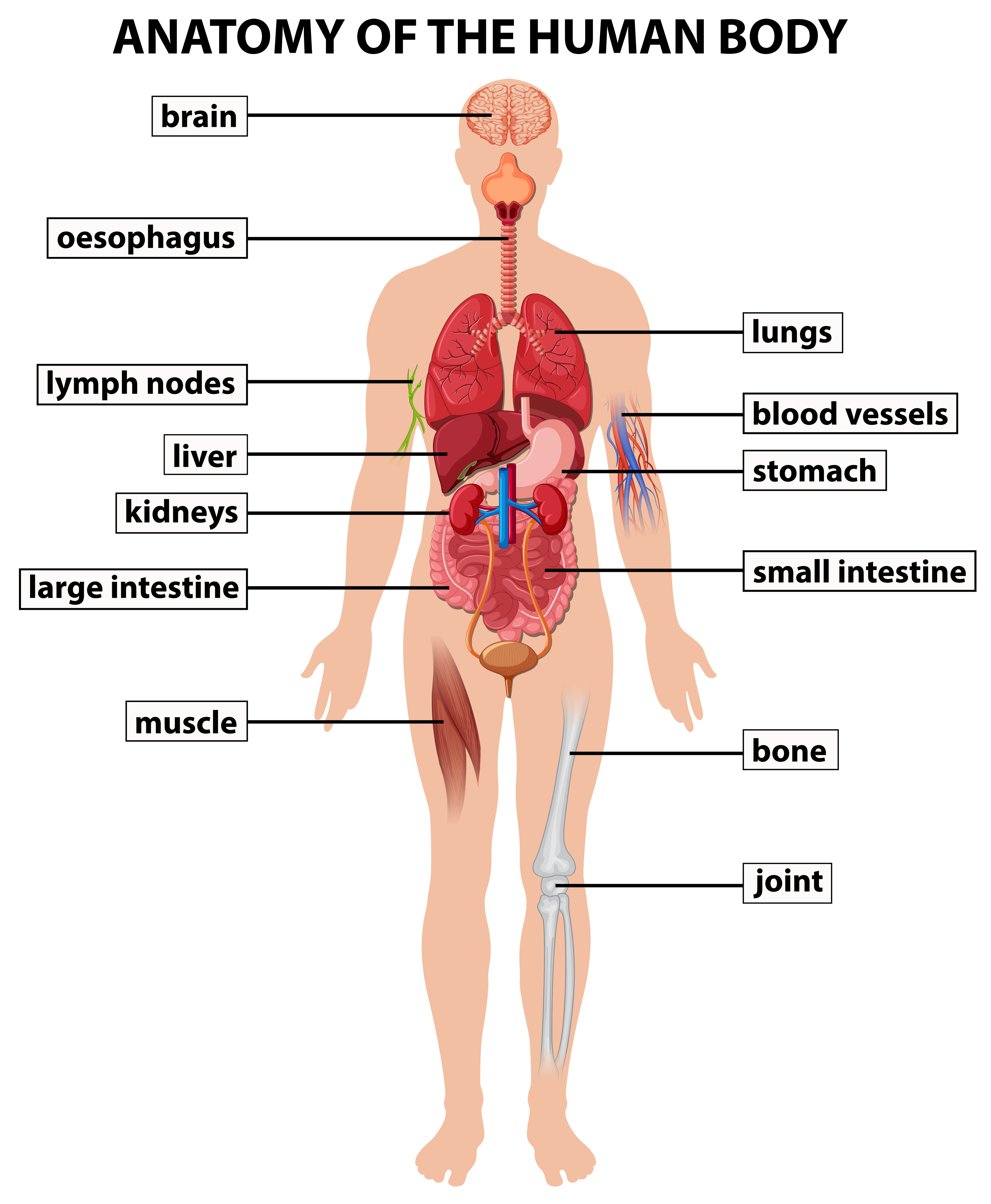 humano anatomia