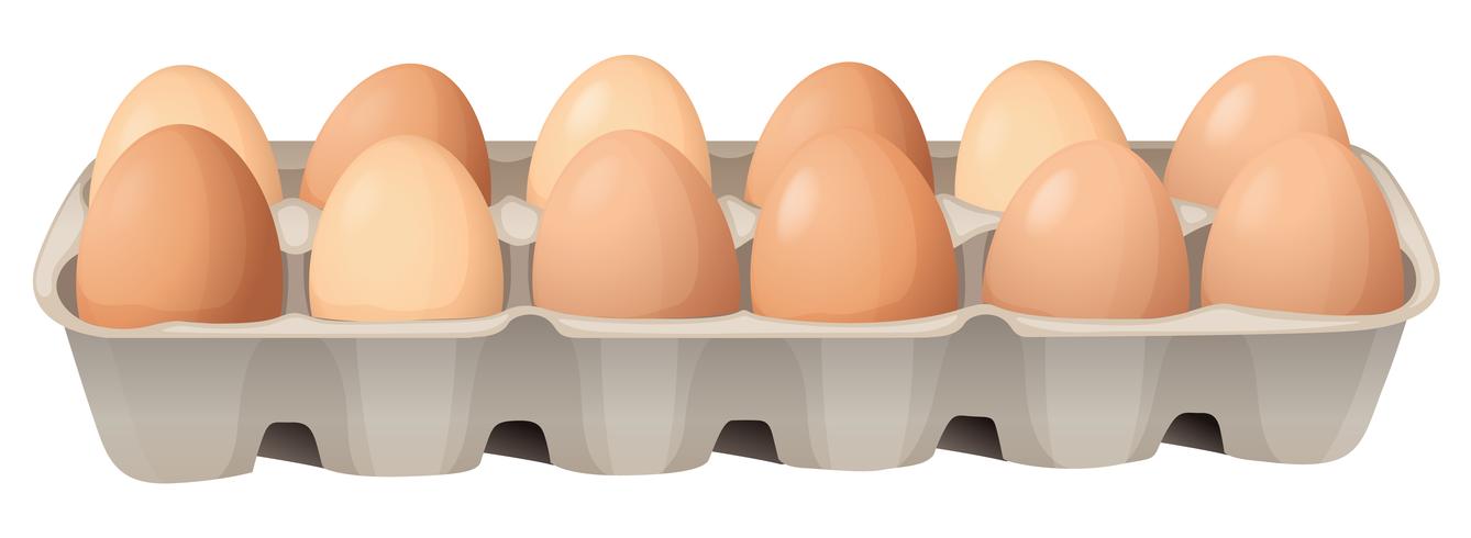 eggs vector