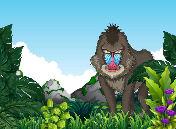 Mandrill baboon in the forest vector