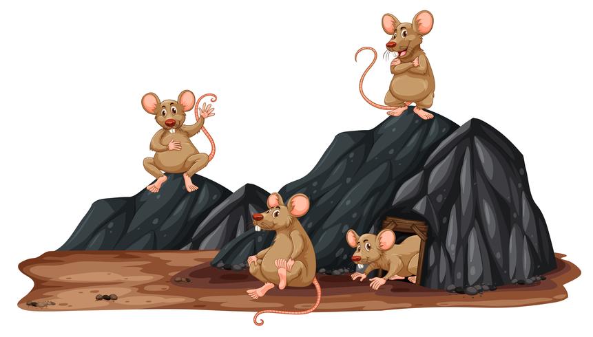 A rat in a hole vector