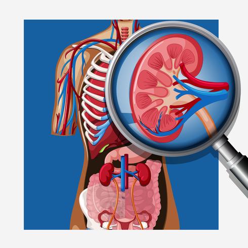 Una anatomía humana del riñón vector