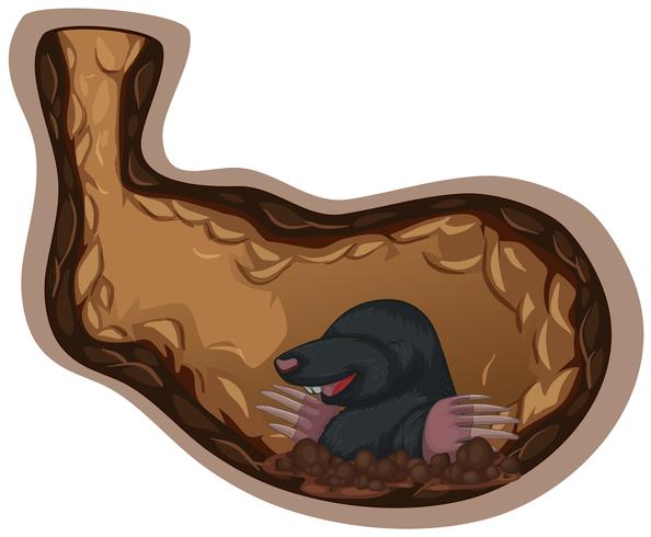 A Mole Living Underground Hole vector