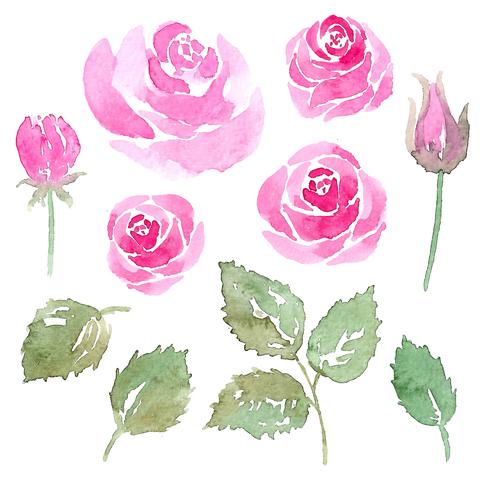 watercolor rose flower element set vector