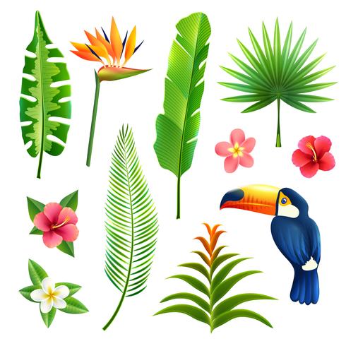 Tropical Leaves Set vector