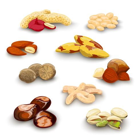 Set decorativo de nueces vector