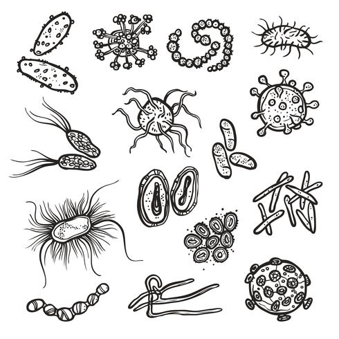 Bacterias y células de virus vector