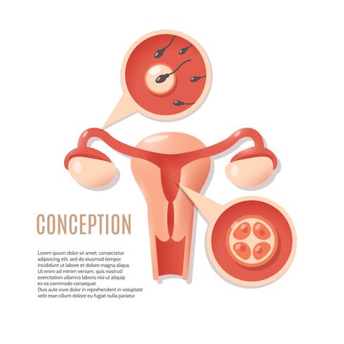Pregnancy conception icon vector