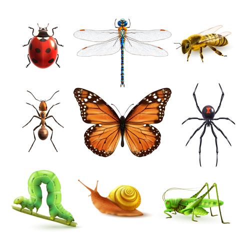 Conjunto realista de insectos. vector