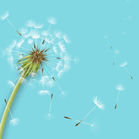 White dandelion with pollens isolated vector