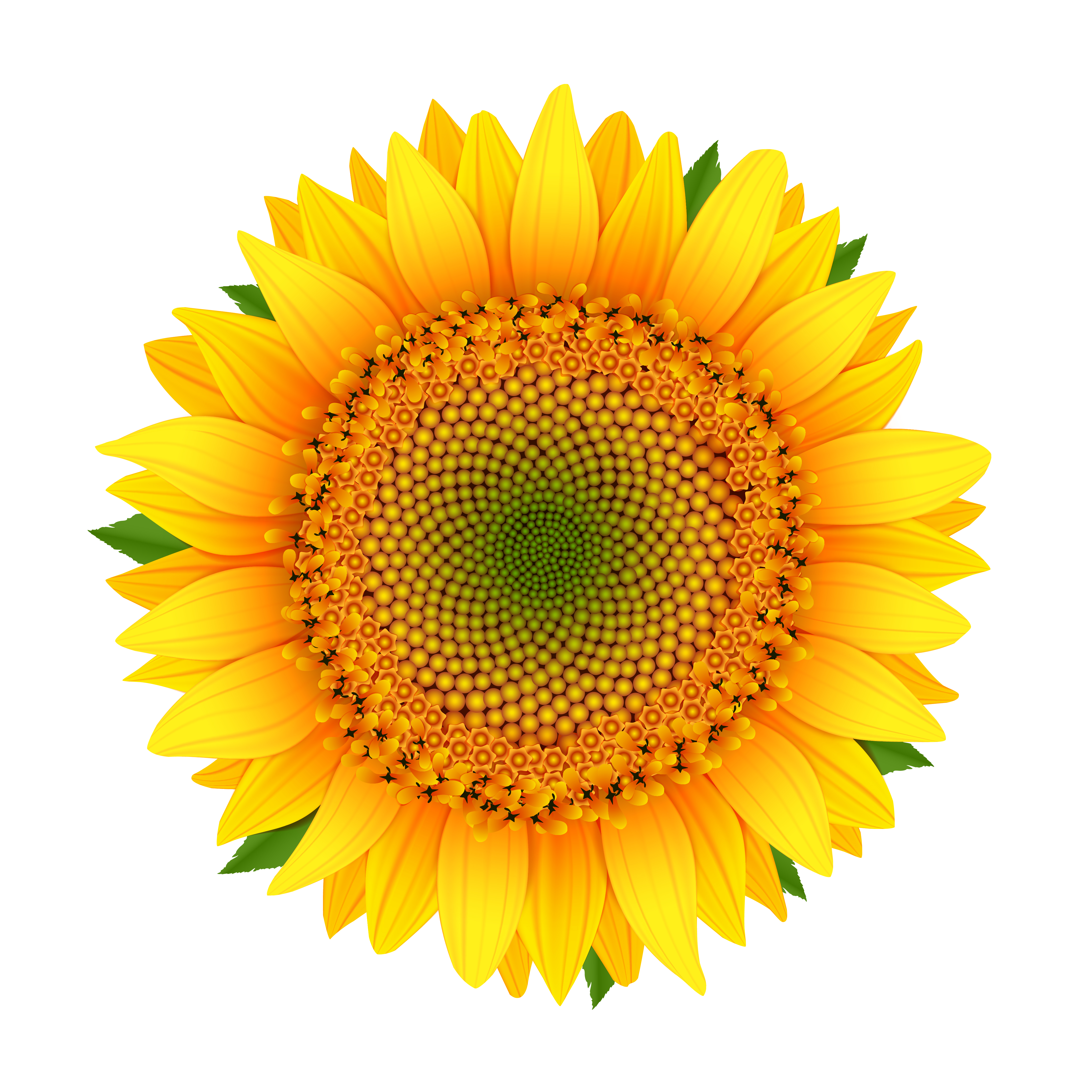 Sunflower isolated on white - Download Free Vectors ...