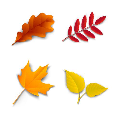 Autumn oak maple ash birch leaves vector