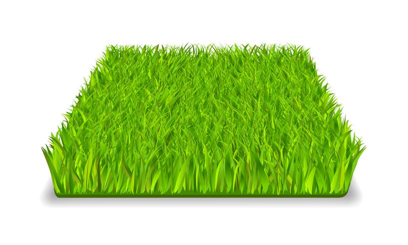 green grass vector