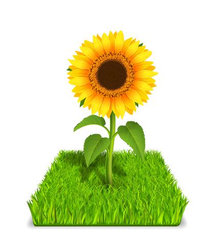 sunflower in the green grass vector