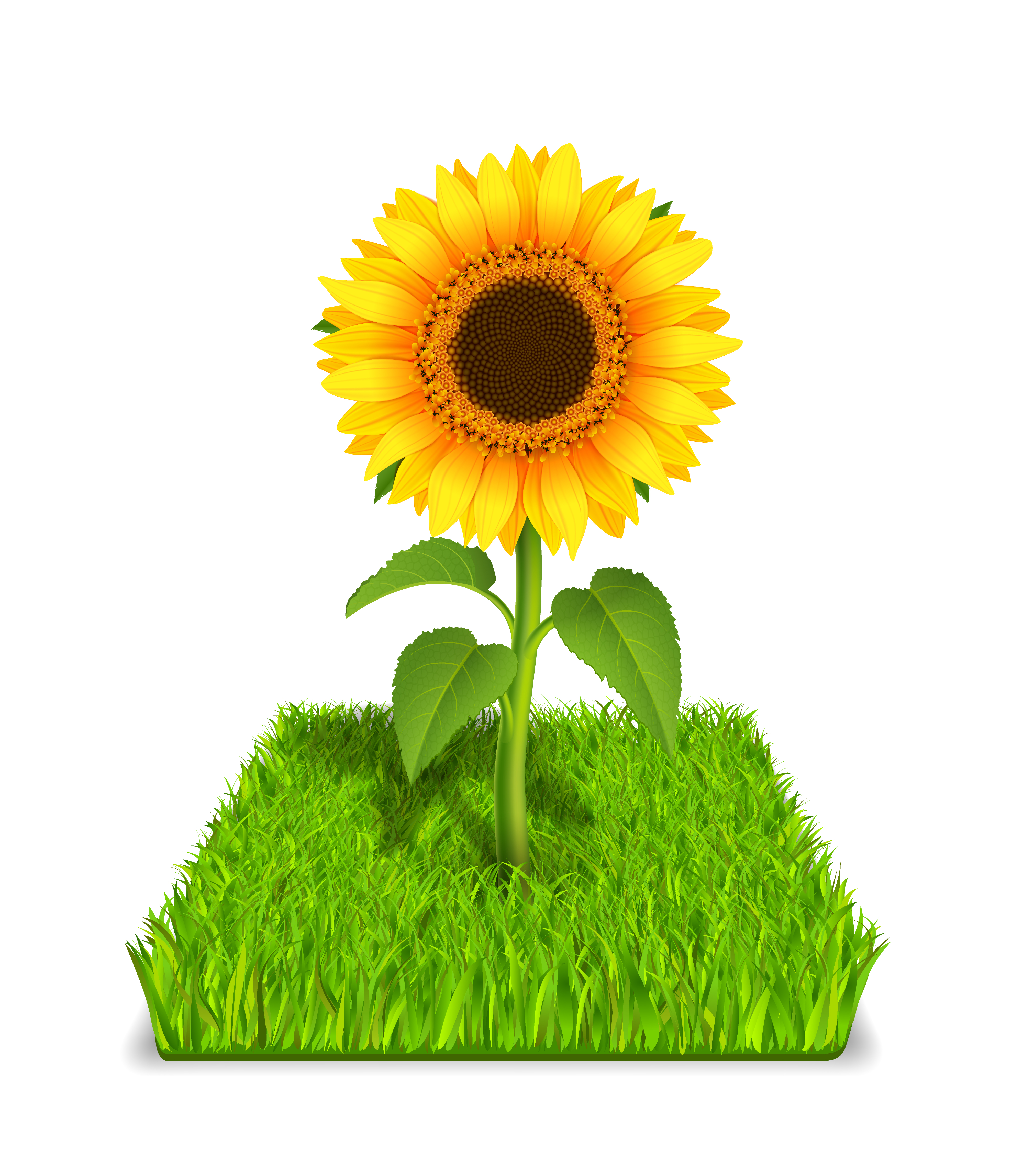 Free Free Realistic Sunflower Svg Free 799 SVG PNG EPS DXF File